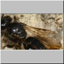 Panurgus calcaratus - Zottelbiene w001c 8mm - sucht-Nester-ab - Sandgrube Niedringhaussee-det.jpg